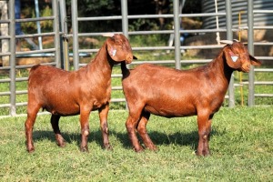 2X FLOCK ON TEATS 42386 / FLOCK 42388 KALAHARI REDS EWE TOTALE UITVERKOPING MAGGIESDAL