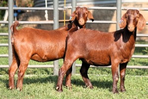 2X STUD 42194 / FLOCK 42390 KALAHARI REDS EWE TOTALE UITVERKOPING MAGGIESDAL