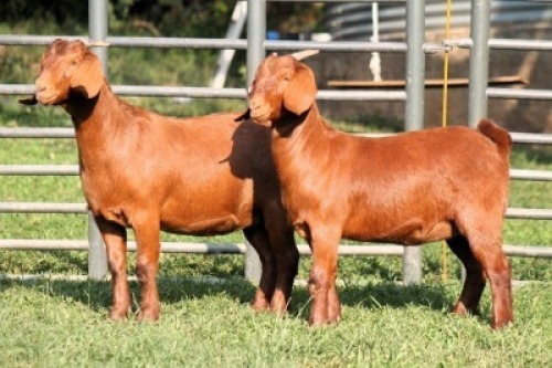 2X FLOCK 42381 / FLOCK 42382 KALAHARI REDS EWE TOTALE UITVERKOPING MAGGIESDAL