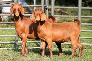 2X FLOCK 42383 / STUD 42188 KALAHARI REDS EWE TOTALE UITVERKOPING MAGGIESDAL