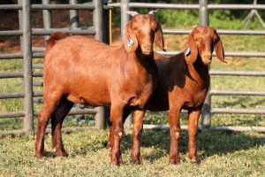 2X FLOCK 42380 KALAHARI REDS EWE TOTALE UITVERKOPING MAGGIESDAL