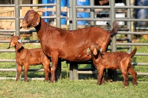 1+2X STUD 662 KALAHARI REDS EWE TOTALE UITVERKOPING MAGGIESDAL