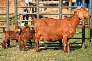 1+2X STUD 104 KALAHARI REDS EWE TOTALE UITVERKOPING MAGGIESDAL