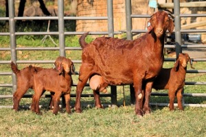 1+3X STUD KALAHARI REDS EWE TOTALE UITVERKOPING MAGGIESDAL