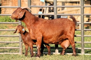 1+1X STUD 424 KALAHARI REDS EWE TOTALE UITVERKOPING MAGGIESDAL