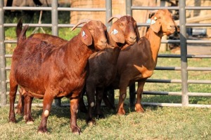 1X PREGNANT STUD KALAHARI REDS EWE TOTALE UITVERKOPING MAGGIESDAL