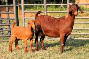 1+1X FLOCK ON COLOR 42377 KALAHARI REDS EWE TOTALE UITVERKOPING MAGGIESDAL