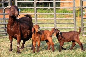 1+2X FLOCK KALAHARI REDS EWE TOTALE UITVERKOPING MAGGIESDAL