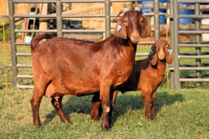 1+1X FLOCK ON COLOR 42379 KALAHARI REDS EWE TOTALE UITVERKOPING MAGGIESDAL