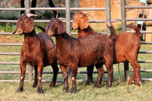 3X PREGNANT FLOCK 42391 / FLOCK 42392 KALAHARI REDS EWE TOTALE UITVERKOPING MAGGIESDAL