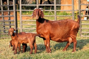 1+2X FLOCK 42376 KALAHARI REDS EWE TOTALE UITVERKOPING MAGGIESDAL