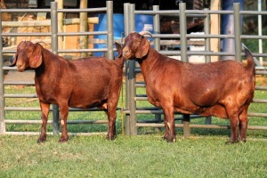 2X NOT UNDER THE HOSPICE ASSOSIATION KALAHARI REDS EWE TOTALE UITVERKOPING MAGGIESDAL