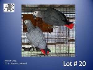 1-1 '22 African Grey: Normal x Normal - Birds Haven