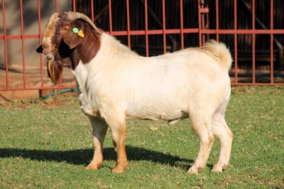 1X BOERGOAT FLOCK 4-251 BUCK KRUISRIVIER BOERBOK STOET