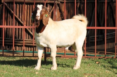 1X BOERGOAT FLOCK 4-246 BUCK KRUISRIVIER BOERBOK STOET