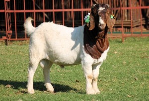 1X BOERGOAT FLOCK 4-256 BUCK KRUISRIVIER BOERBOK STOET