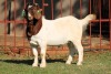 1X BOERGOAT FLOCK 4-256 BUCK KRUISRIVIER BOERBOK STOET - 2