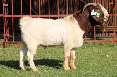 WITHDRAWN - X BOERGOAT FLOCK 4-061 BUCK KRUISRIVIER BOERBOK STOET