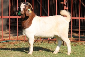 1X BOERGOAT FLOCK 4-037 BUCK KRUISRIVIER BOERBOK STOET