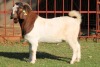 1X BOERGOAT FLOCK 4-037 BUCK KRUISRIVIER BOERBOK STOET - 2