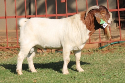 1X BOERGOAT FLOCK 4-063 BUCK KRUISRIVIER BOERBOK STOET