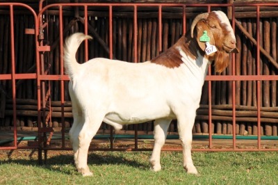 1X BOERGOAT FLOCK 4-028 BUCK KRUISRIVIER BOERBOK STOET