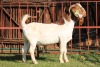 1X BOERGOAT FLOCK 4-028 BUCK KRUISRIVIER BOERBOK STOET - 2