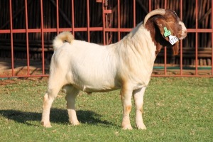 WITHDRAWN - X BOERGOAT FLOCK 4-034 BUCK KRUISRIVIER BOERBOK STOET