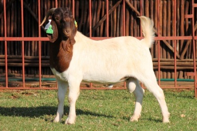 WITHDRAWN - X BOERGOAT FLOCK 4-031 BUCK KRUISRIVIER BOERBOK STOET