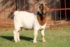 WITHDRAWN - X BOERGOAT FLOCK 4-247 BUCK KRUISRIVIER BOERBOK STOET