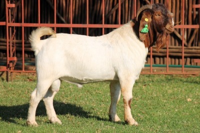 1X BOERGOAT FLOCK 4-064 BUCK KRUISRIVIER BOERBOK STOET