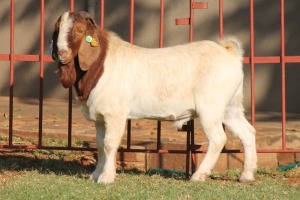 WITHDRAWN - X BOERGOAT FLOCK 4-255 BUCK KRUISRIVIER BOERBOK STOET