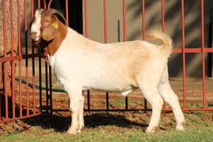 1X BOERGOAT FLOCK 4-062 BUCK KRUISRIVIER BOERBOK STOET