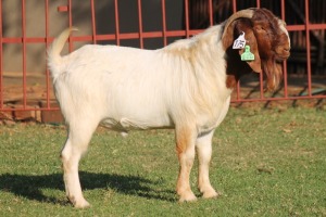 1X BOERGOAT FLOCK 4-248 BUCK KRUISRIVIER BOERBOK STOET