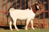 1X BOERGOAT FLOCK 4-038 BUCK KRUISRIVIER BOERBOK STOET