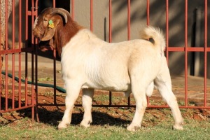 1X BOERGOAT FLOCK 4-259 BUCK KRUISRIVIER BOERBOK STOET