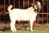 WITHDRAWN - X BOERGOAT FLOCK 4-032 BUCK KRUISRIVIER BOERBOK STOET