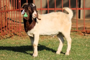 1X BOERGOAT FLOCK 4-067 BUCK KRUISRIVIER BOERBOK STOET