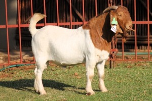 WITHDRAWN - X BOERGOAT FLOCK 4-260 BUCK KRUISRIVIER BOERBOK STOET