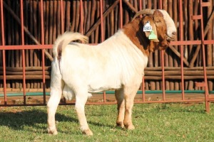 1X BOERGOAT FLOCK 4-252 BUCK KRUISRIVIER BOERBOK STOET