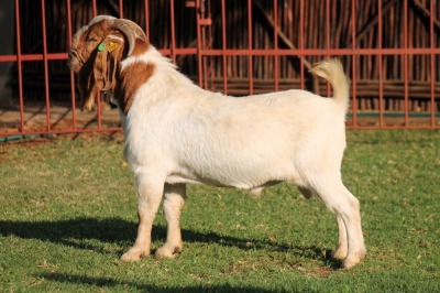 1X BOERGOAT FLOCK 4-250 BUCK KRUISRIVIER BOERBOK STOET