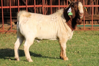 WITHDRAWN - X BOERGOAT FLOCK 4-257 BUCK KRUISRIVIER BOERBOK STOET