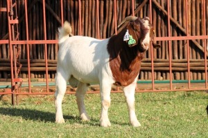 1X BOERGOAT FLOCK 4-036 BUCK KRUISRIVIER BOERBOK STOET