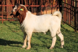 1X BOERGOAT FLOCK 4-040 BUCK KRUISRIVIER BOERBOK STOET