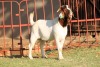 WITHDRAWN - X BOERGOAT FLOCK 4-039 BUCK KRUISRIVIER BOERBOK STOET