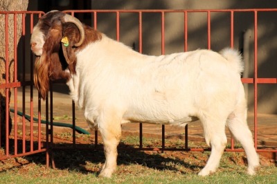 WITHDRAWN - X BOERGOAT FLOCK 4-254 BUCK KRUISRIVIER BOERBOK STOET