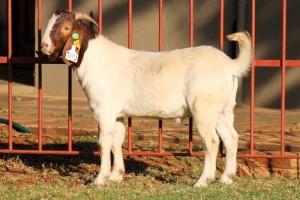 WITHDRAWN - X BOERGOAT FLOCK 4-066 BUCK KRUISRIVIER BOERBOK STOET