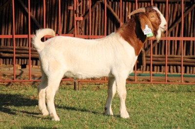 1X BOERGOAT FLOCK 4-069 BUCK KRUISRIVIER BOERBOK STOET