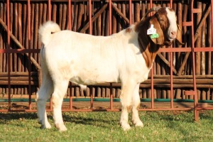 1X BOERGOAT FLOCK 4-065 BUCK KRUISRIVIER BOERBOK STOET