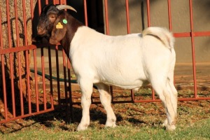 1X BOERGOAT FLOCK 4-068 BUCK KRUISRIVIER BOERBOK STOET